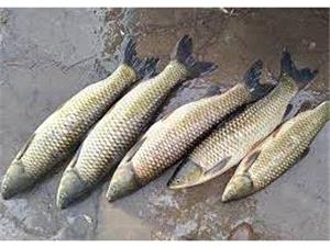 تولید 547 تن ماهی گرم آبی در گلوگاه