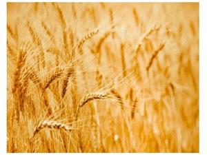 خرید گندم در مازندران از مرز 20 هزار تن گذشت