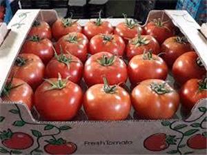 صادرات 65 تن گوجه فرنگی از میاندورود به عراق
