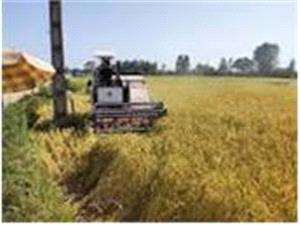 برداشت مکانیزه برنج در31 هزار هکتار مزارع کشت مجدد و رتون بابل/تولید 100 هزار تنی