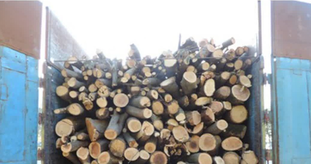 کشف و ضبط ۹ تن چوب جنگلی قاچاق در ساری