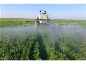 مبارزه با علف های هرز در 9 هزار هکتار مزارع گندم بهشهر