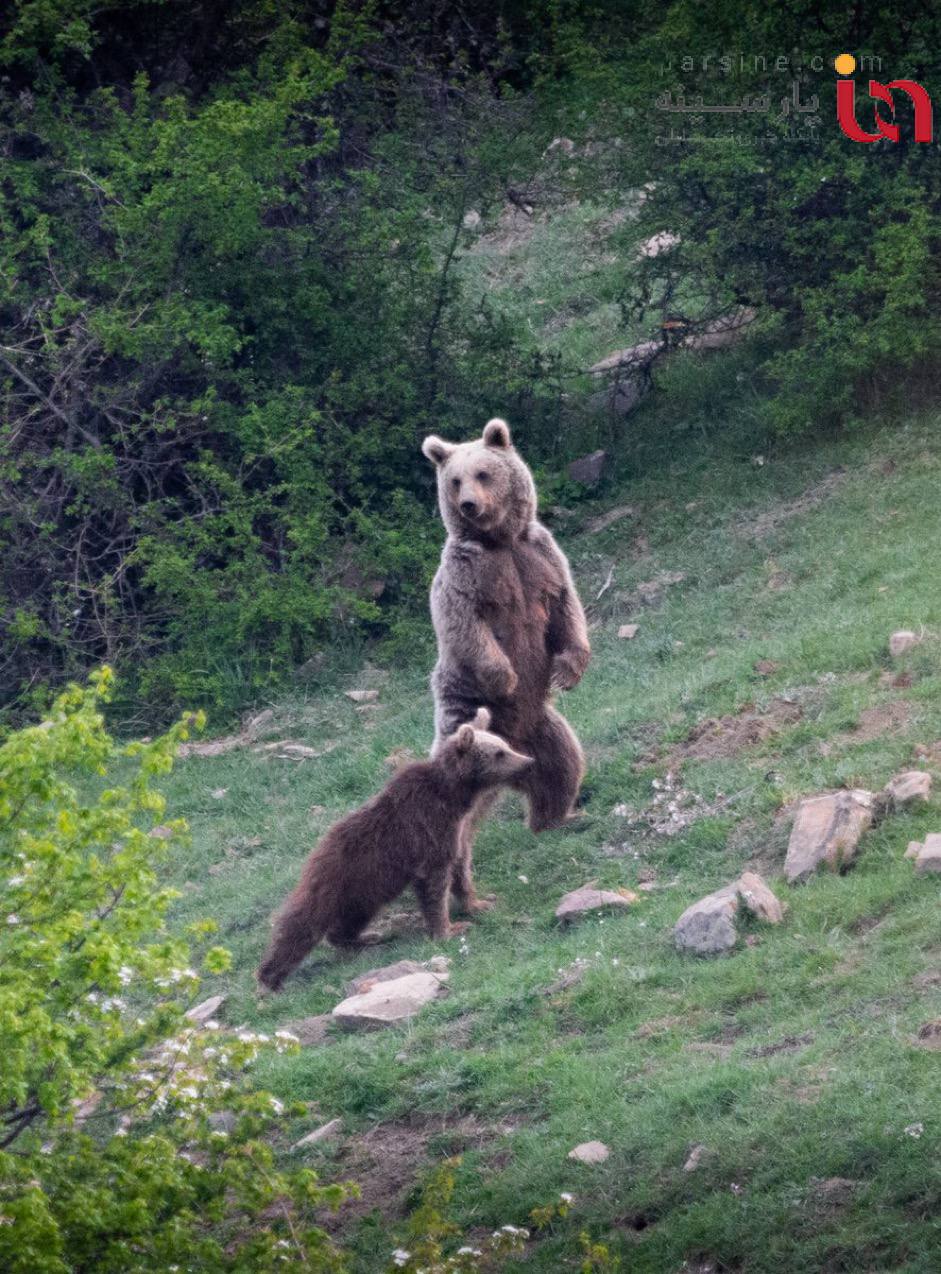 تصویر کمتر دیده شده از خرس مادر در ارتفاعات مازندران+ عکس
