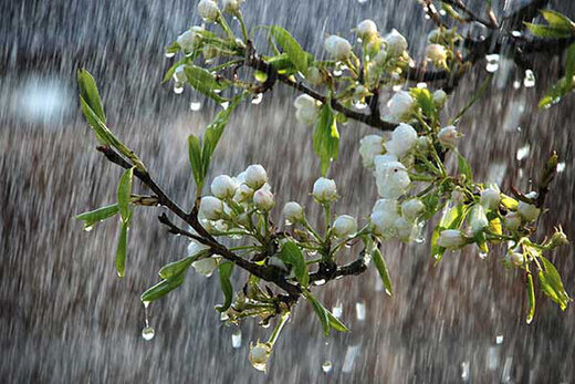 "باران" مهمان سال نو شهرهای مازندران است