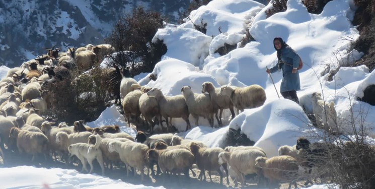 حمله گرگ به گله/ ۲۲ گوسفند در سوادکوه تلف شدند + فیلم و عکس