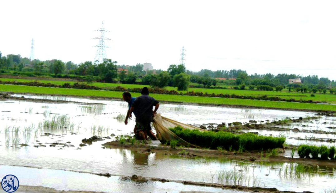 بزرگترین طرح نوسازی شالیزارهای مازندران در آمل، نیمه خرداد تحویل می‌شود