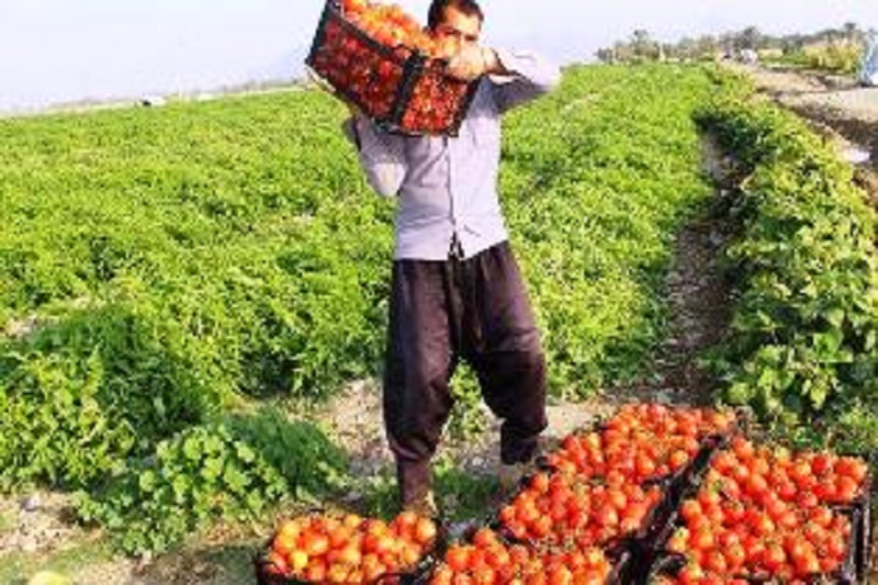 تولید بیش از هزار تن گوجه در ساری