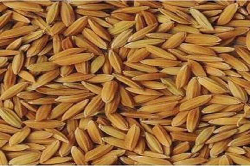 توزیع بذر گواهی شده برنج در ساری