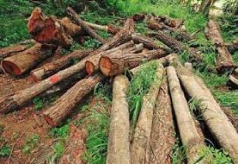 کشف ۴۲ اصله شمشاد در عباس آباد