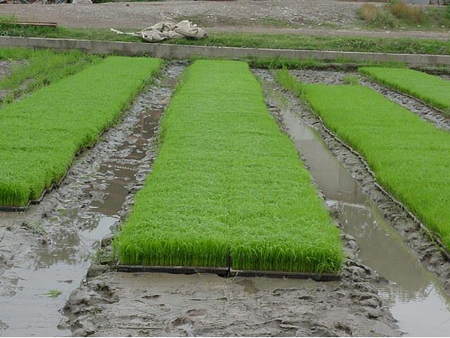 اجرای طرح کمربند سبز در نوار ساحلی جویبار