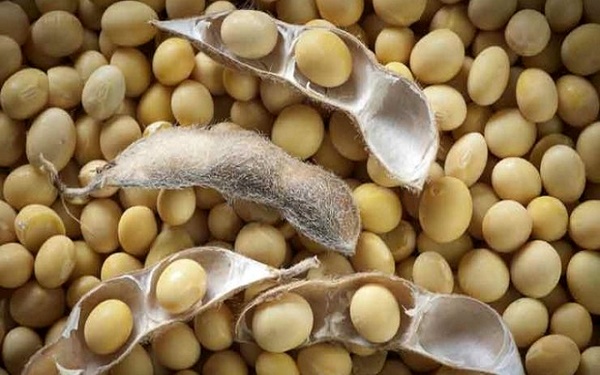 پیش‌بینی تولید 1000 تن دانه روغن سویا در ساری