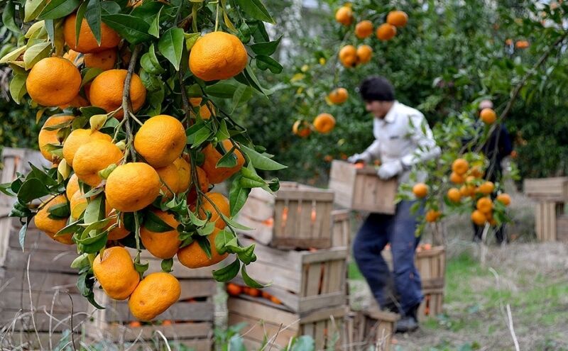 باغداران مازندرانی دست به کار برداشت پرتقال شدند