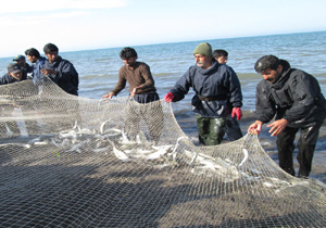 صید ۵۷۰ تن ماهی استخوانی در مازندران