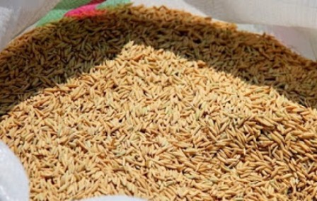 کاهش هزینه تولید برنج با توزیع بذر در طرح کشت قراردادی