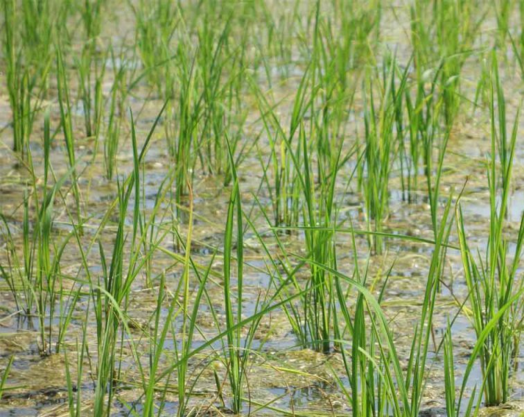 کشت ۶۶ درصدی دوباره برنج و پرورش رتون در بابل