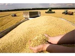 خرید 83 هزار تن گندم از کشاورزان مازندرانی/ پرداخت 911 میلیارد تومان به گندمکاران