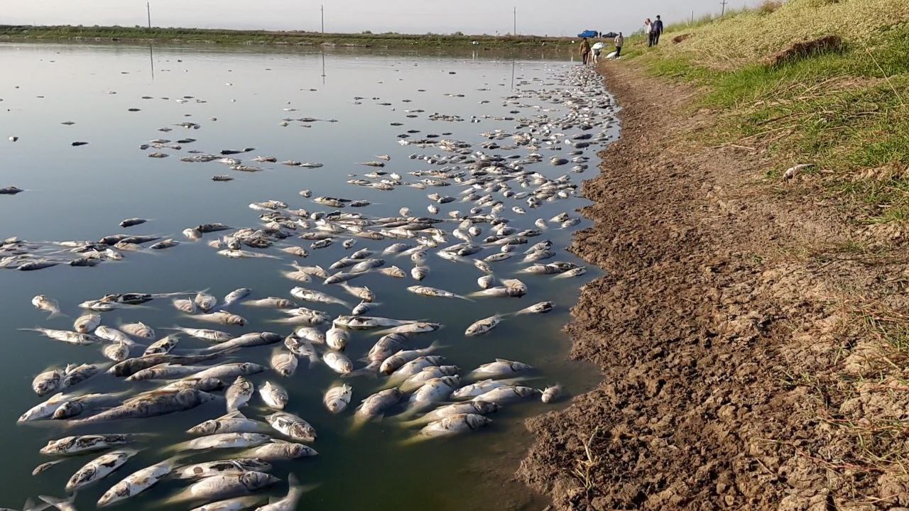تلف شدن۱۰۰هزار قطعه انواع ماهیان گرم آبی در جویبار