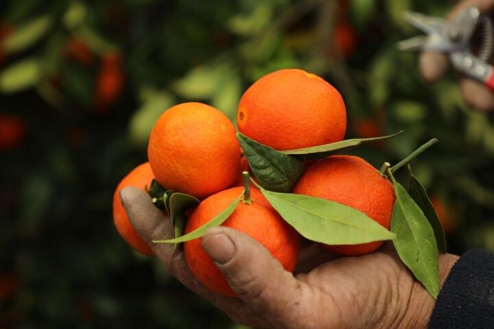صادرات ۳ هزار تن نارنگی پیش رس و ۶۰ محموله کیوی از مازندران