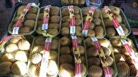 صادرات کیوی مازندران به کشورهای آسیایی و حاشیه خلیج فارس
