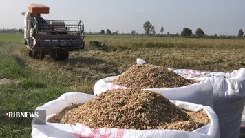 برداشت برنج رتون در مازندران
