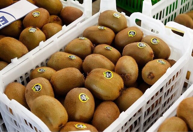 صادرات ۷۳۵۰ تن کیوی و پرتقال از مازندران