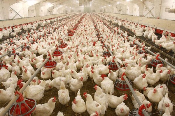 ۱۰ زنجیره مرغ در مازندران فعال است/ ذخیره سازی ۱۵ هزار تن مرغ