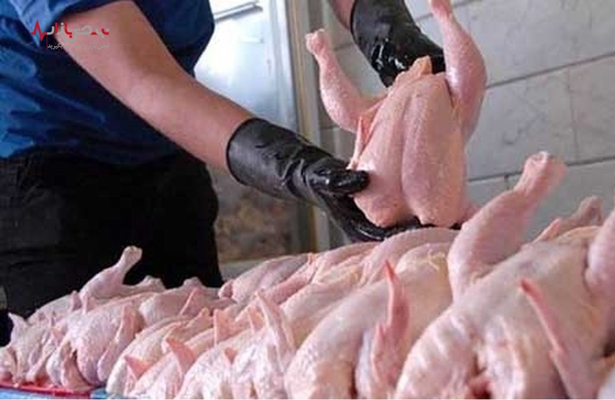 جمع آوری مرغ های مازاد برای جلوگیری از کاهش قیمت مرغ آغاز