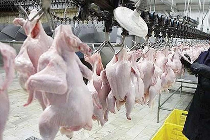 تولید سالانه ۳۰ هزارتن گوشت سفید در ساری