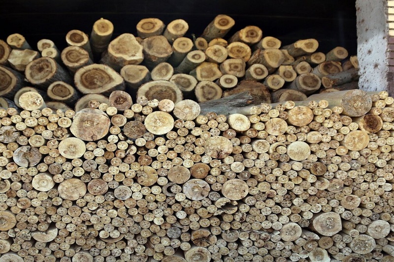 واردات چوب و مساله حفظ جنگل‌ها در مازندران