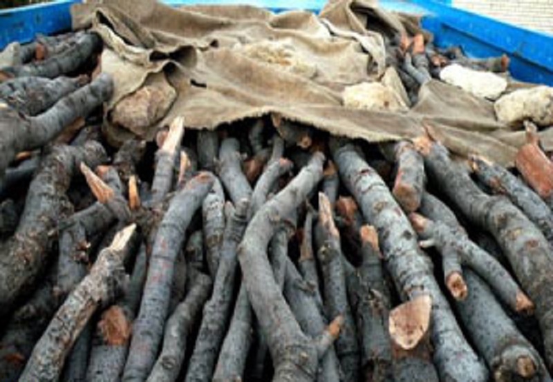 کشف ۴ تن چوب جنگلی قاچاق در ساری و آمل