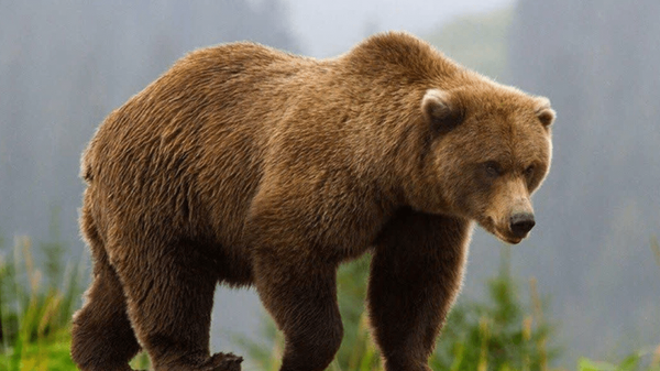 سرنوشت متفاوت ۲ خرس قهوه‌ای در جنگل‌های مازندران