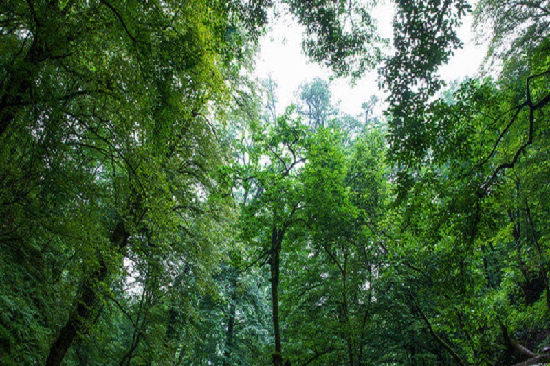 افزایش قاچاق چوب در پیچ و خم اجرای طرح تنفس جنگل‌های هیرکانی