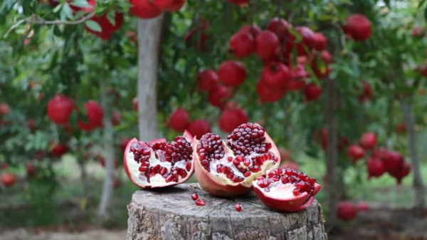کارآفرینی خانوادگی به جای تقسیم ارث