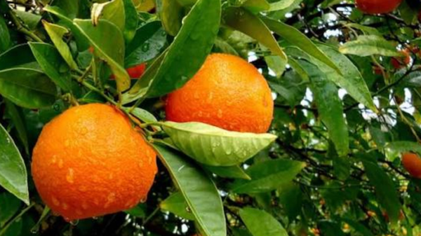 سرمای پیش رو به مرکبات مازندران آسیب نمی‌زند