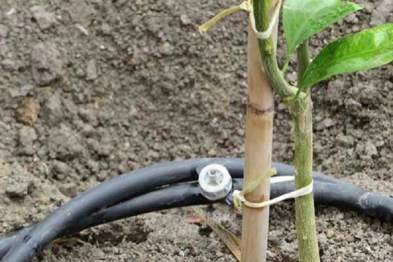 صرفه جویی آب کشاورزی در ۹۲ هکتار از باغ‌های نکا