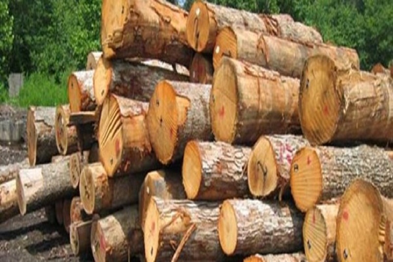 کشف 10 تن چوب جنگلی قاچاق در میاندورود/ پلیس: مردم قاچاق چوب را گزارش دهند