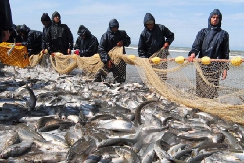 صید بیش از هزارو ۵۰۰تُن انواع ماهی استخوانی خزری