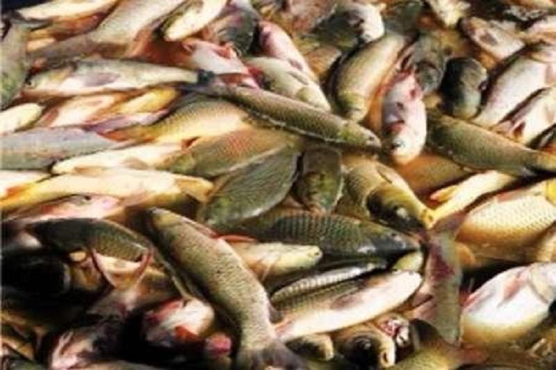 صادرات نخستین محموله ماهی قزل آلا از مازندران به روسیه