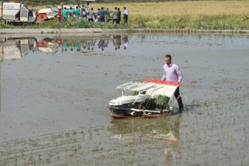 کمبود بانک نشا، پاشنه آشیل کاهش هزینه تولید برنج در مازندران