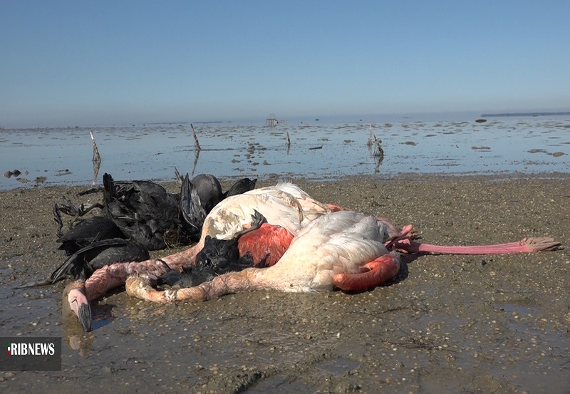 باکتری بوتولیسم علت احتمالی مرگ پرندگان در تالاب میانکاله