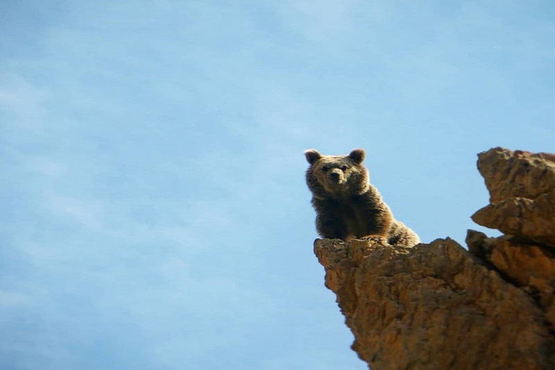 خرس قهوه‌ای در  منطقه شکار ممنوع سوادکوه