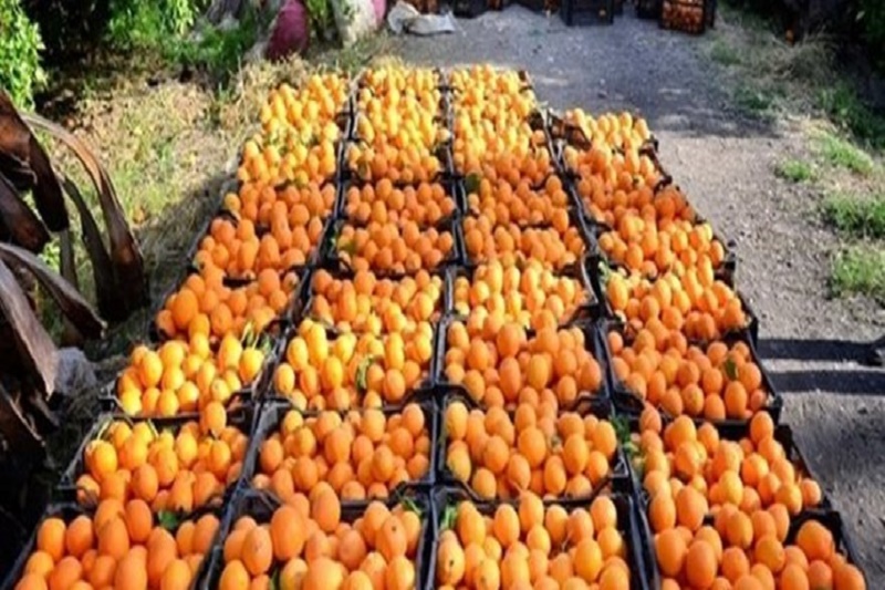 تضمین 30 هزار تن پرتقال شب عید توسط مازندران/ مرکبات مازندران درحال حمل به سایر استان‌ها