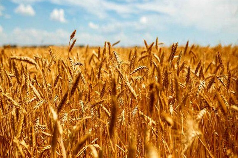 مبارزه با علف‌های هرز در ۳ هزار هکتار از مزارع گندم