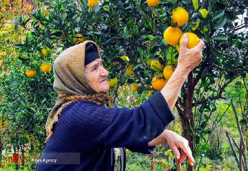  روز مرگی‌های بی بی رقیه