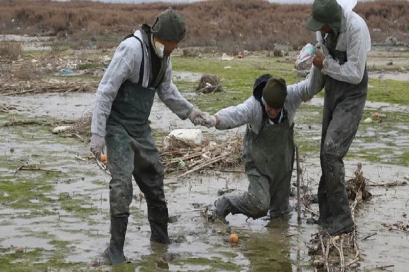 مدیران محیط زیست شرق مازندران درگیر جمع‌آوری لاشه‌ پرندگان هستند