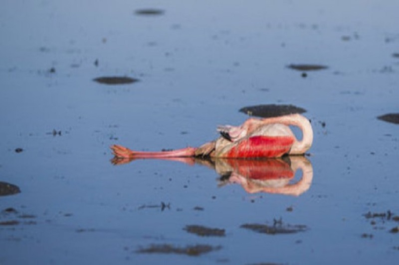 فاجعه تلفات پرندگان در جنجال کرونا گم شد مرگ «پرلا»ها ادامه دارد