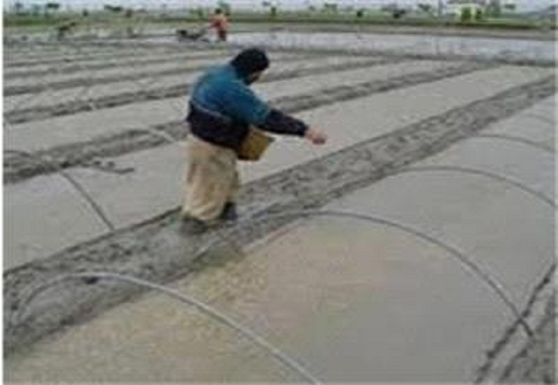 اولین بذرپاشی برنج در ساری