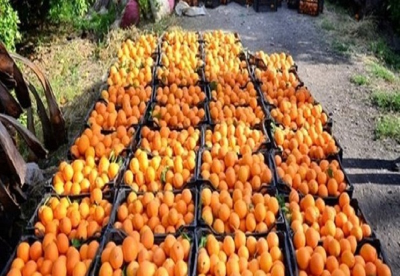 توزیع 1000 تن سیب و پرتقال در شهرهای مازندران