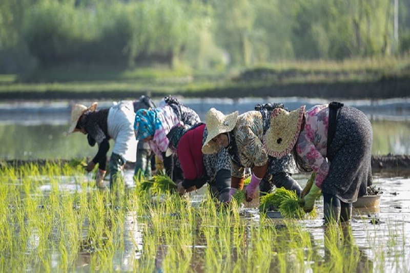 نشای مکانیزه در 85 هزار هکتار شالیزار