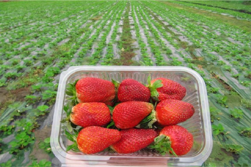 آغاز برداشت توت فرنگی در مازندران/ پروتکل‌های بهداشتی در مزارع و باغ‌ها رعایت شود